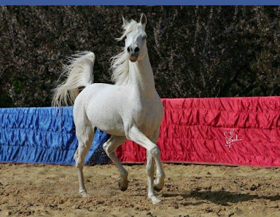 اسطبل حمدان للخيول العربيه