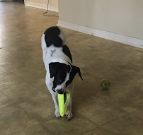 Fofo Pet Sitting Services - Photo 8 - Car repair in , Auburn