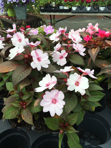 Florist «TG Designs», reviews and photos, 19231 Longmeadow Rd, Hagerstown, MD 21742, USA