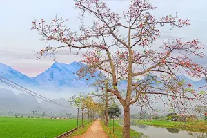 Hoa gạo thôn Đoan Nữ image