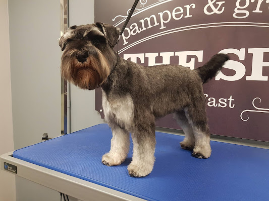 Dog Grooming - The Spa Belfast Pamper & Groom