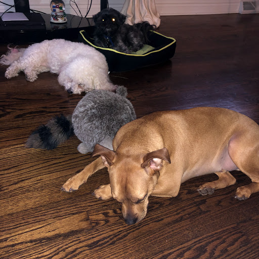 Pet Planet International