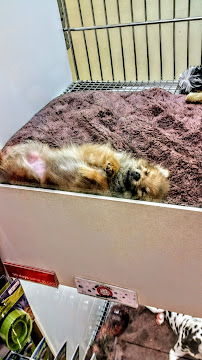 Puppies N Love - Photo 5 - Car repair in Phoenix, AZ, Phoenix