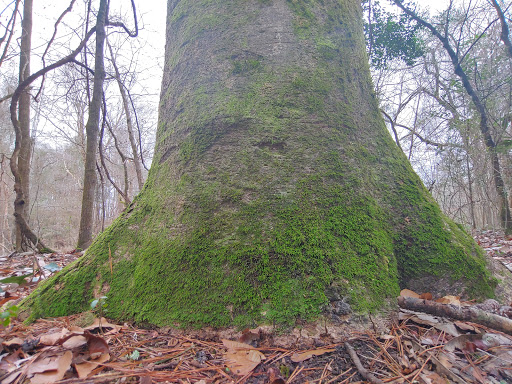 National Forest «Tuskegee National Forest», reviews and photos, 125 National Forest Rd 949, Tuskegee, AL 36083, USA