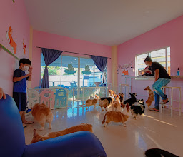 คาเฟ่คอร์กี้เชียงใหม่ DOG CAFE Chiangmai photo