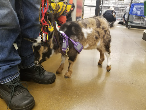 Pet Supply Store «PetSmart», reviews and photos, 160 Wadsworth Blvd, Lakewood, CO 80226, USA