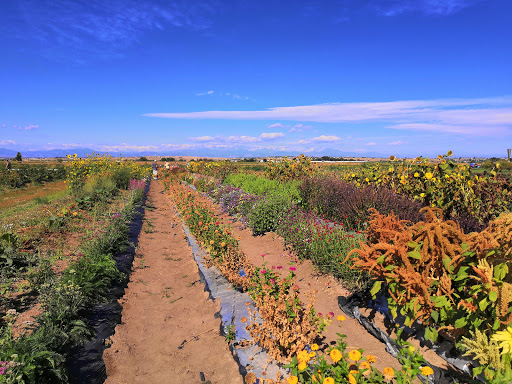 Produce Market «Berry Patch Farms», reviews and photos, 13785 Potomac St, Brighton, CO 80601, USA