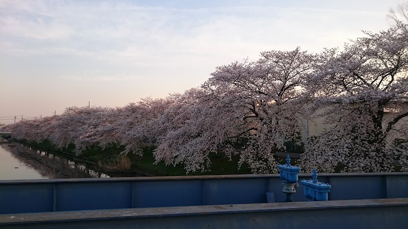 忍川の桜並木