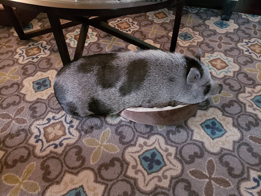 Home Improvement Store «Tractor Supply Co.», reviews and photos, 1740 N Belt Line Rd, Mesquite, TX 75149, USA