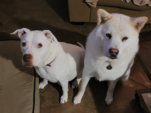 Pet Supply Store «Petco Animal Supplies», reviews and photos, 2687 Countryside Dr, Turlock, CA 95380, USA