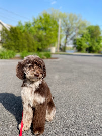 Shipyard Dog Co - Photo 2 - Car repair in Hingham, MA, Boston