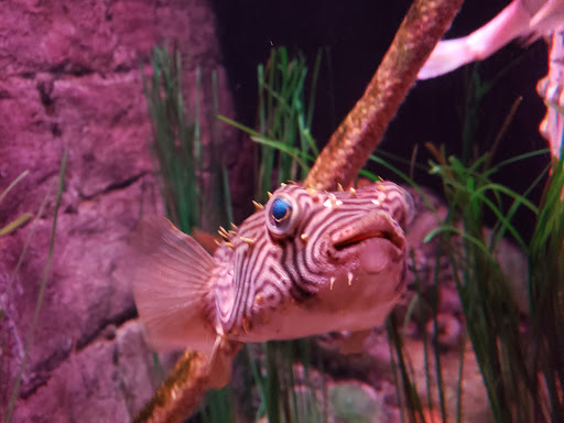 Amusement Center «LEGOLAND at Discovery Center Kansas City», reviews and photos, 2475 Grand Blvd, Kansas City, MO 64108, USA