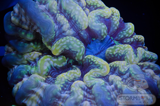 Tropical Fish Store «Stormborn Reef», reviews and photos, 2955 Enterprise Rd #108, DeBary, FL 32713, USA