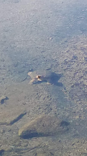 Park «Arthur K Draut Park», reviews and photos, Bowling Blvd, St Matthews, KY 40207, USA