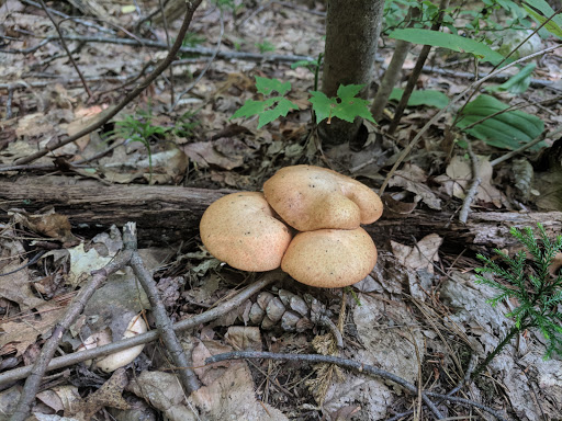 State Park «Wilson Mountain Reservation», reviews and photos, 384 Common St, Dedham, MA 02026, USA