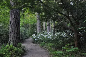 Arboretum Mustila image