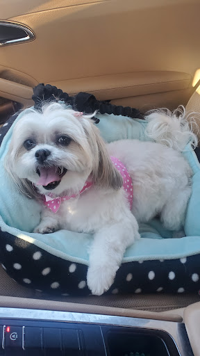 Pet Store «DipidyDawg Gourmet Dog Bakery & Boutique», reviews and photos, 21301 S Tamiami Trail Suite 430, Estero, FL 33928, USA