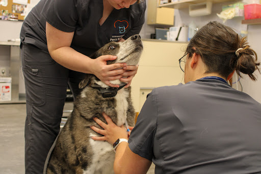 Holly Springs Veterinary Hospital image
