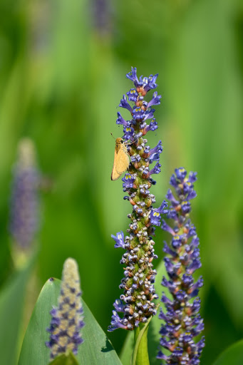 Nature Preserve «LLELA Nature Preserve», reviews and photos, 201 E Jones St, Lewisville, TX 75057, USA