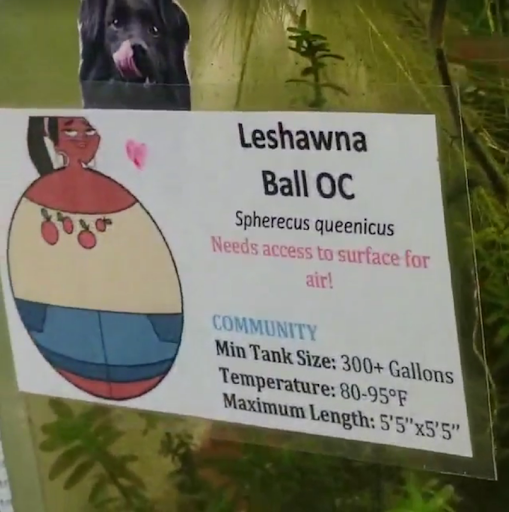 Pet Store «M V Pets», reviews and photos, 7429 S Westnedge Ave, Portage, MI 49002, USA