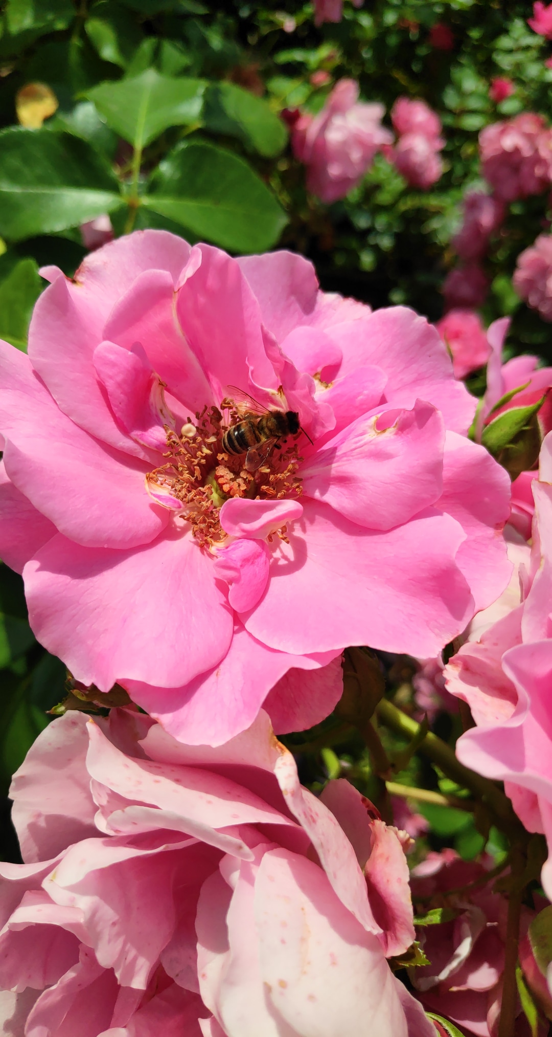 Photo n° 2 de l'avis de Manon.o fait le 13/08/2019 à 07:58