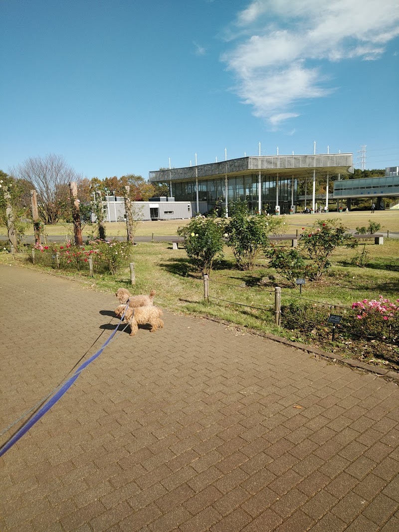 緑の散歩道 千葉県印西市内野 公園 グルコミ
