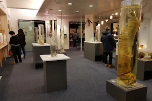 The Icelandic Phallological Museum (Hið Íslenzka Reðasafn) image