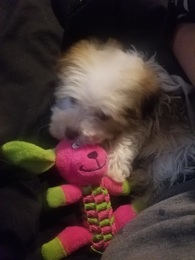 Pet Store «Pets Plus», reviews and photos, 454 TN-46, Dickson, TN 37055, USA