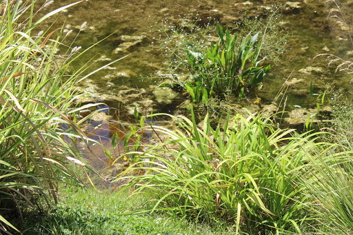 Tourist Attraction «Old Faithful Geyser of California», reviews and photos, 1299 Tubbs Ln, Calistoga, CA 94515, USA