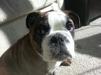 Latchkey Pets-Daytime Dog Walking & Vacation Pet Sitting (South Overland Park & Leawood) - Photo 5 - Car repair in , Overland Park