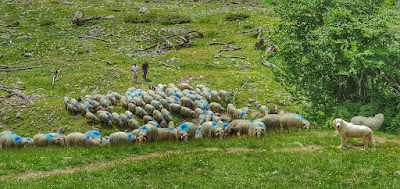 Gaec Souturou Ferme Arrateig à Asasp-Arros