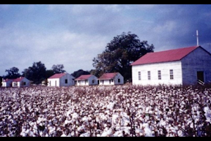 Frogmore Cotton Plantation & Gins image