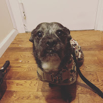 Hot Paws Pet Care - Photo 3 - Car repair in New York, NY, Queens