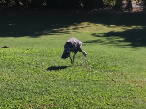 Golf Course «Campus Commons Golf Course», reviews and photos, 2 Cadillac Dr, Sacramento, CA 95825, USA