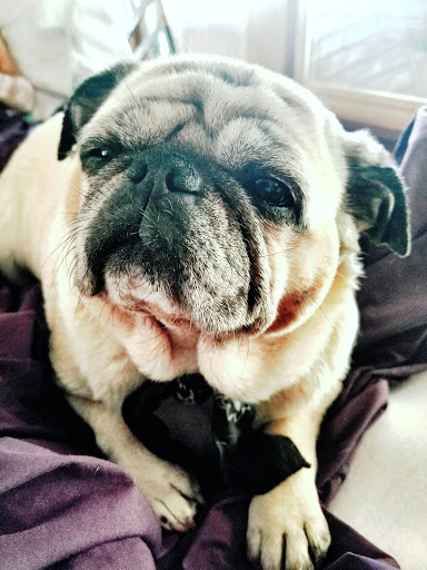 Pet Supply Store «Bark Avenue», reviews and photos, 4781 Granite Dr, Rocklin, CA 95677, USA