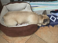 Menifee Pet Sitting - Dog Cat Parrot Care Sitter - Photo 4 - Car repair in Menifee, CA, Moreno Valley