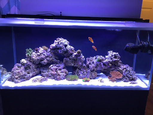 Pet Store «Aquarium & Reef Center», reviews and photos, 231 Del Prado Blvd, Cape Coral, FL 33990, USA