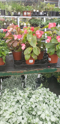 Bonsai plant supplier Visalia