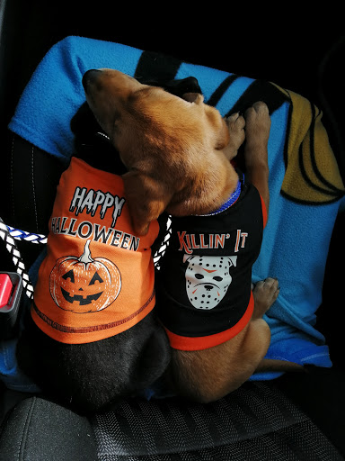 Pet Store «PetSmart», reviews and photos, 3152 Phoenix Center Dr, Washington, MO 63090, USA