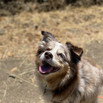 Earth Girl Dog Walker - Photo 6 - Car repair in , Oakland
