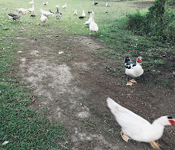 Skatepark Parque Ecológico photo