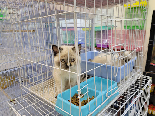 My Cute Cat – قطتي اللطيفة 