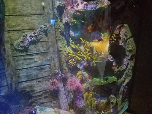 Tropical Fish Store «Concord Aquarium», reviews and photos, 1776 Arnold Industrial Way, Concord, CA 94520, USA