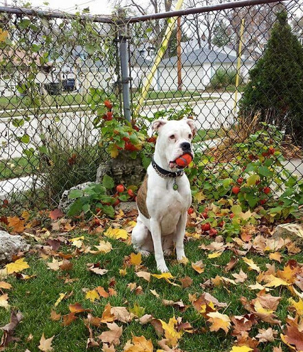 Pet Supply Store «Pet Supplies Plus», reviews and photos, 4505 S 76th St, Greenfield, WI 53220, USA