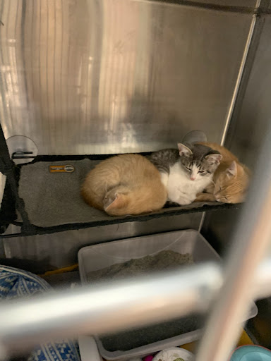 Pet Supply Store «PetSmart», reviews and photos, 45050 Northpointe Blvd, Utica, MI 48315, USA