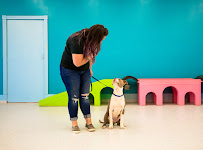 Partners Dog Training, Resort and Daycare - Photo 7 - Car repair in Cave Creek, AZ, Scottsdale