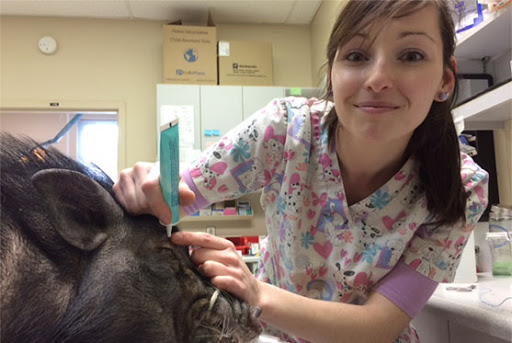 Clinique Vétérinaire Des Petits Animaux De L'Estrie image