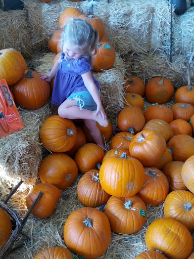 Hardware Store «Orchard Supply Hardware», reviews and photos, 3425 E Colorado Blvd, Pasadena, CA 91107, USA