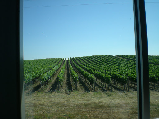 Winery «Cuvaison Estate Wines», reviews and photos, 1221 Duhig Rd, Napa, CA 94559, USA