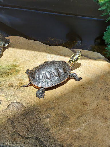 Nature Preserve «River Trail Nature Center», reviews and photos, 3120 Milwaukee Ave, Northbrook, IL 60062, USA